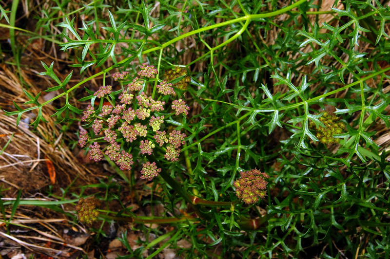 Laserpitium gallicum  / Lasepizio odoroso